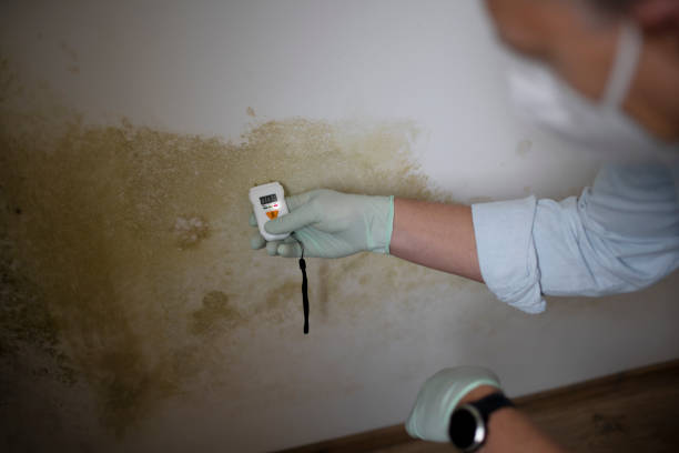 Best Attic Mold Remediation in Cape Neddick, ME