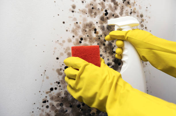 Best Crawl Space Mold Remediation in Cape Neddick, ME