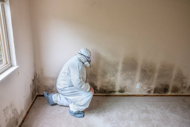 Best HVAC Mold Remediation in Cape Neddick, ME