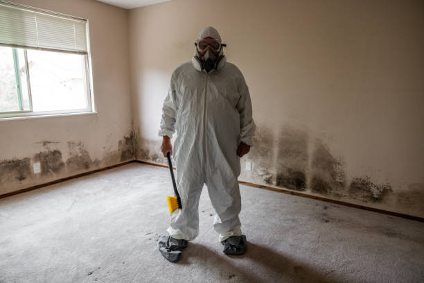 Best Kitchen Mold Remediation in Cape Neddick, ME